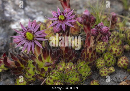Gallina e pulcini, Mountain semprevivo, Sempervivum montanum, Foto Stock