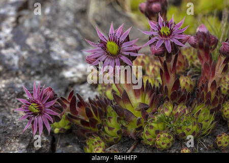 Gallina e pulcini, Mountain semprevivo, Sempervivum montanum, Foto Stock