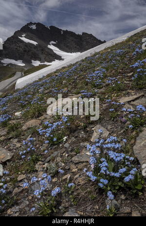 Dimenticare alpino-me-non, Myosotis alpestris in fiore nel Parco Nazionale della Vanoise, sulle alpi francesi. Foto Stock