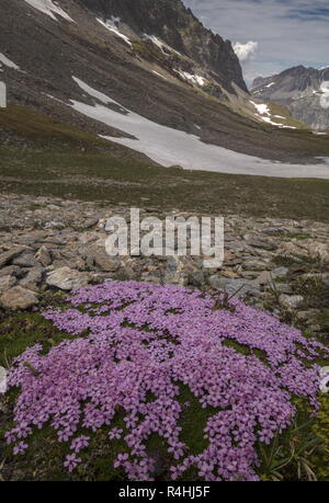 Moss campion, Silene acaulis, in fiore a 2800 m sul Col de l'Iseran, Parco Nazionale della Vanoise, Graian Alpi, "Francia. Foto Stock