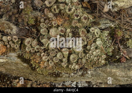 Farinoso Pixie Cup, Cladonia chlorophaea con la fruttificazione tazze. Sul vecchio muro. Foto Stock