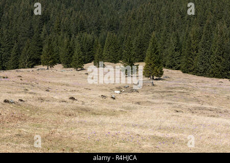 Monti Tatra, crochi nella valle Chocholowska Foto Stock