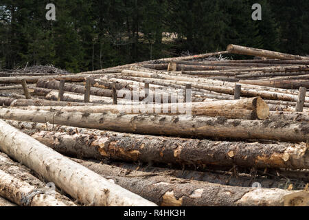 Segati Pino lunghi rotoli di differenti formati si trova su un terreno. Foto Stock