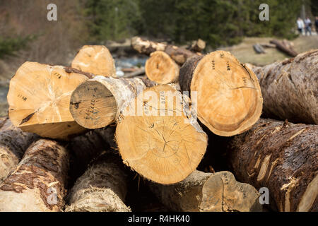 Segati Pino lunghi rotoli di differenti formati si trova su un terreno. Foto Stock