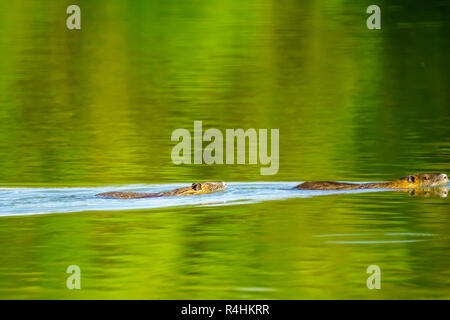 (Coypus Nutria) nuotare in en Afek riserva naturale, nel nord di Israele Foto Stock