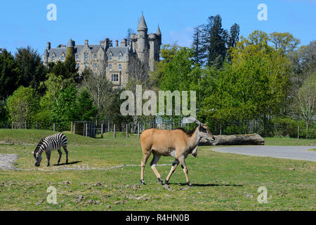 Blair Drummond House, early Victorian dimora signorile, con Kudu / Grant's zebra in primo piano - Blair Drummond Safari Park, vicino a Stirling, Scozia, Regno Unito Foto Stock