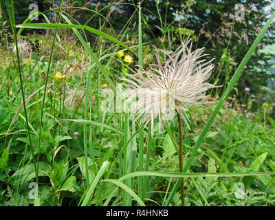 Infructescence del alpine pasqueflower (anemone alpino) Pulsatilla alpina. Fiore tipico nelle montagne svizzere. Foto Stock