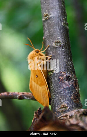 Femmina eggar quercia in attesa di mate appena dopo la sua metamorfosi Foto Stock