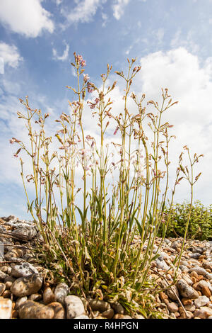 Nottingham Catchfly (Silene nutans) su Dungeness, Kent REGNO UNITO Foto Stock