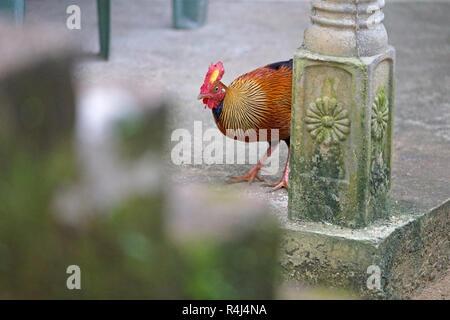 Sri Lanka Junglefowl (Gallus lafayetti) Foto Stock