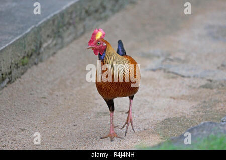 Sri Lanka Junglefowl (Gallus lafayetti) Foto Stock