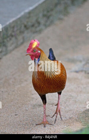 Sri Lanka Junglefowl (Gallus lafayetti) Foto Stock