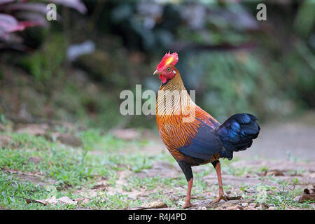 Sri Lanka Junglefowl (Gallus lafayetti) Foto Stock