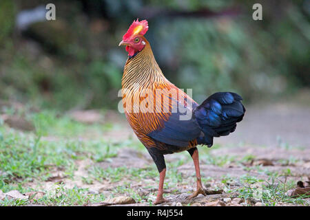 Sri Lanka Junglefowl (Gallus lafayetti) Foto Stock