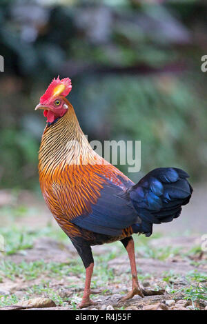 Sri Lanka Junglefowl (Gallus lafayetti) Foto Stock