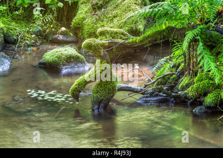 Brook e radici Foto Stock