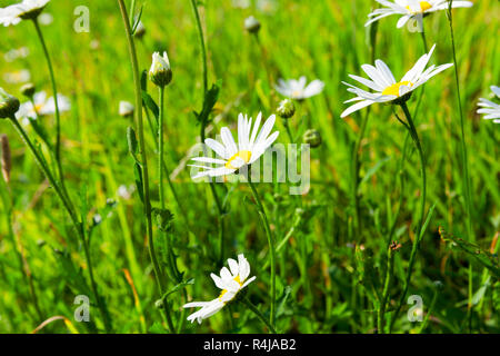 Fiori di camomilla close-up Foto Stock