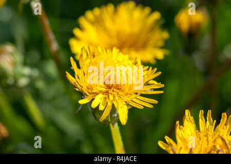 Il tarassaco giallo in primavera Foto Stock