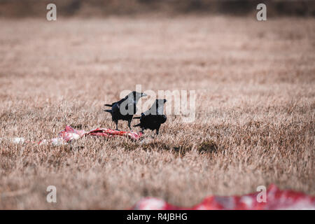 Corvi neri di mangiare Carrion Foto Stock