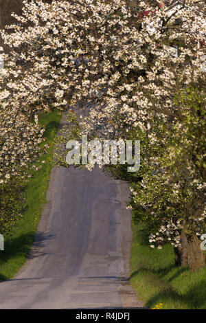 Strada con vicolo dei meli in fiore Foto Stock