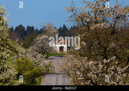 Strada con vicolo dei meli in fiore Foto Stock