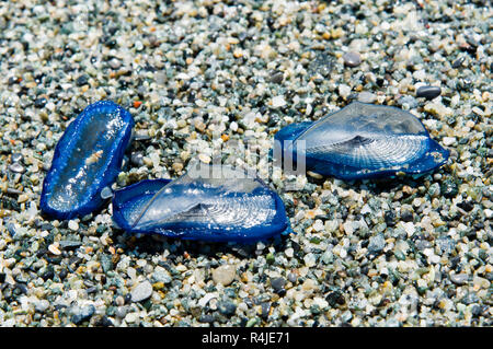 Me le meduse Velella spiaggiata sul litorale di sabbia Foto Stock