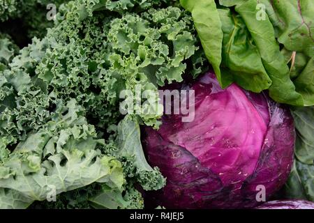 Fresco raccolto localmente coltivato crudo agricoltura biologica prodotti freschi, cavolo rosso o viola e verdure verdi frondosi in un mercato agricolo in Florida Foto Stock