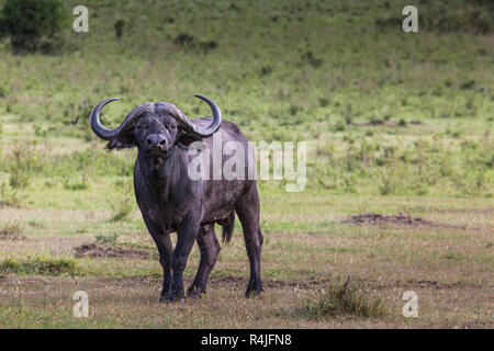 African buffalo (Syncerus caffer) sull'erba. La foto è stata scattata nel cratere di Ngorongoro, Tanzania Foto Stock