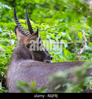 Impala nel parco Foto Stock