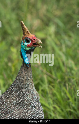 Il Faraone Helmeted. Uccelli selvatici in Africa. Lake Manyara National Park, Tanzania Foto Stock