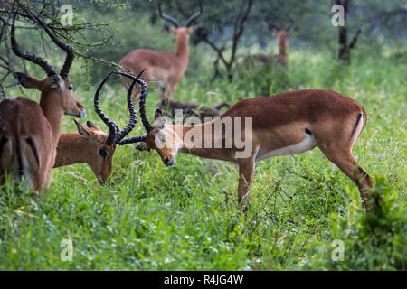 Un ritratto di un bel maschio impala ram.Tarangire National Park - Riserva Naturale in Tanzania, Africa Foto Stock