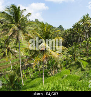 Verdi campi di riso sulla isola di Bali, Jatiluwih nei pressi di Ubud, Indonesia Foto Stock