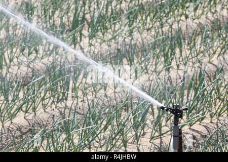 Una protezione sprinkler automatica nel campo vegetale Foto Stock