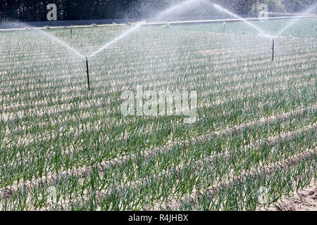 Verde lungo la cipolla e una protezione sprinkler automatica nel campo Foto Stock