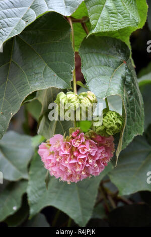 Hydrangea tree (dombeya cacuminum) Foto Stock