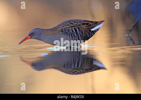 Porciglione (Rallus aquaticus) in un flusso di reedbed, UK. Foto Stock