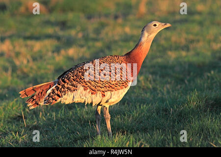 Grande (BUSTARD Otis tarda) sulla Piana di Salisbury. Foto Stock