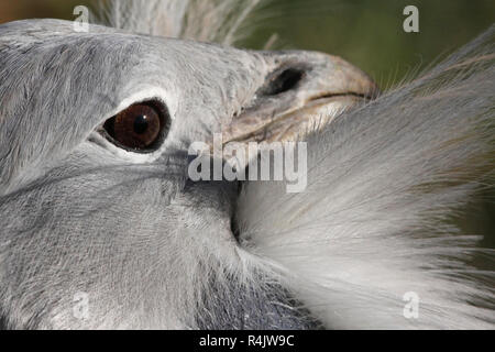 Grande (BUSTARD Otis tarda) testa e baffi, Salisbury Plain, UK. Foto Stock