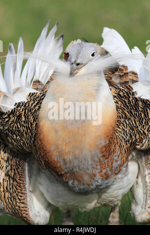 Grande (BUSTARD Otis tarda) visualizzazione. Foto Stock