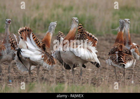 Grande BUSTARDS (Otis tarda) lekking, Salisbury Plain, UK. Foto Stock