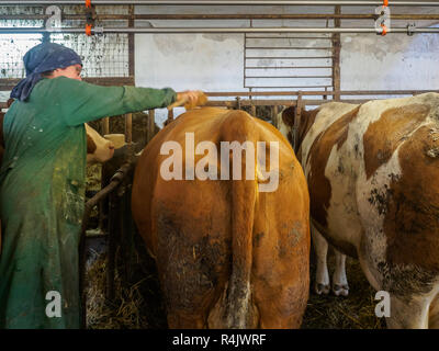 Gli agricoltori moglie lavora nella stalla su un vecchio rustico dairy farm in Austria Inferiore Foto Stock