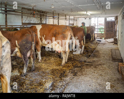 Gli agricoltori moglie lavora nella stalla su un vecchio rustico dairy farm in Austria Inferiore Foto Stock