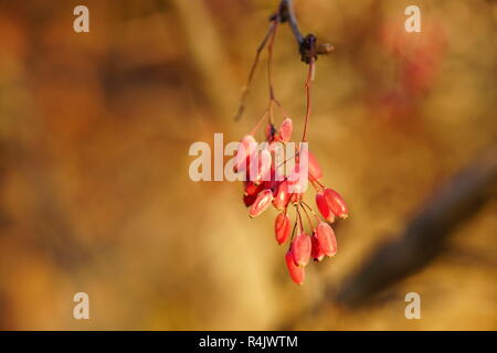 Crespino bush in un pomeriggio autunnale al tramonto, bacche di macro Foto Stock