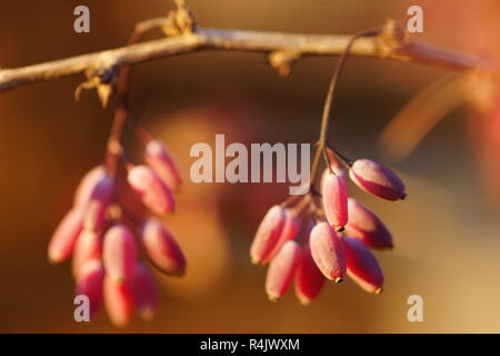 Crespino bush in un pomeriggio autunnale al tramonto, bacche di macro Foto Stock