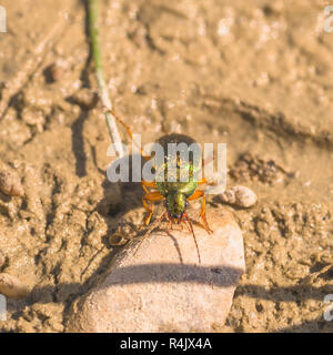 Massa metallica Beetle Foto Stock