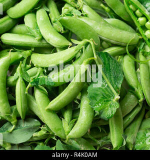 Appena raccolte di zucchero organico snap piselli closeup Foto Stock