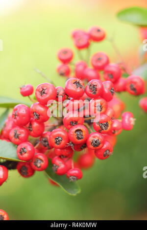 Bacche di Pyracantha 'Saphyr Rouge', chiamato anche Cadrou, aggiungere colore a un giardino nel tardo autunno inizio inverno, REGNO UNITO Foto Stock