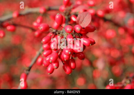 Berberis thunbergii atropurpurea Rose Glow". Berberis 'ROSY GLOW', chiamato anche Berberis Rose Glow, visualizzazione di frutti di bosco in un giardino tardo autunno,UK Foto Stock