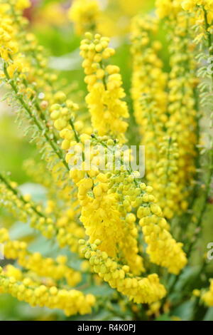 Mahonia × media "Lionel Fortescue'. Profumi di fiori gialli di Mahonia Lionel Fortescue, nel tardo autunno, inizio giardino d'inverno,UK. Foto Stock