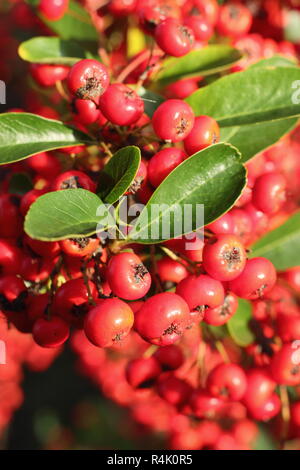 Bacche di Pyracantha 'Saphyr Rouge', chiamato anche Cadrou, aggiungere colore a un giardino nel tardo autunno inizio inverno, REGNO UNITO Foto Stock